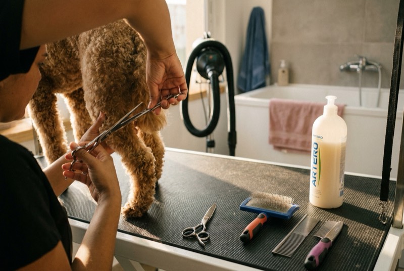Cuidado Animal: Curso de Estética Canina